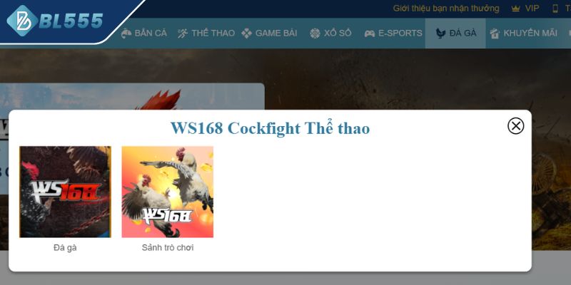 Giới thiệu 2 hình thức chọi gà