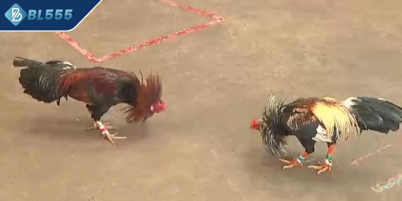 Quan sát ngoại hình chiến kê